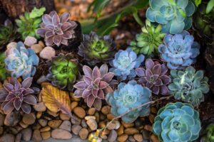 Incorporating Native Plants for a Low-Maintenance Garden