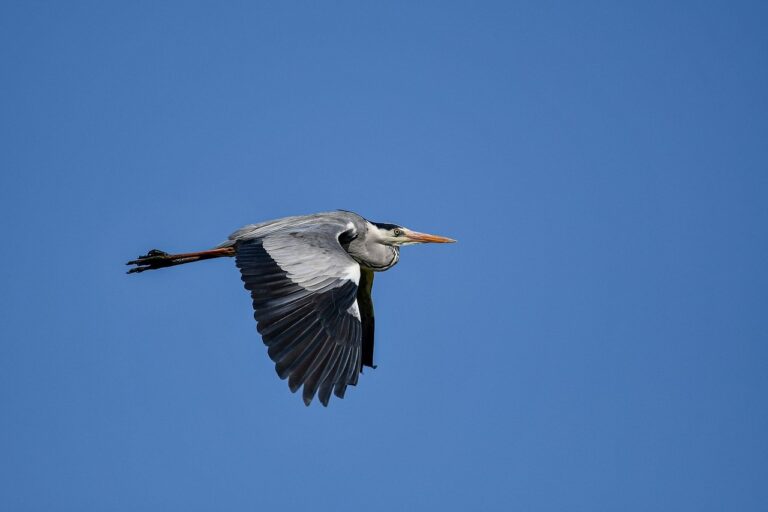 safest cities in georgia for black families