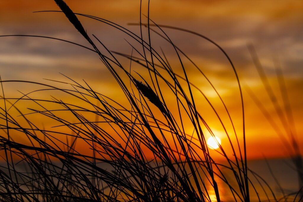 sarah j maas books series in order