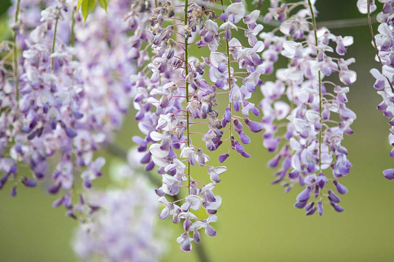 10 Innovative Landscaping Ideas for Small Yards Hanging Garden