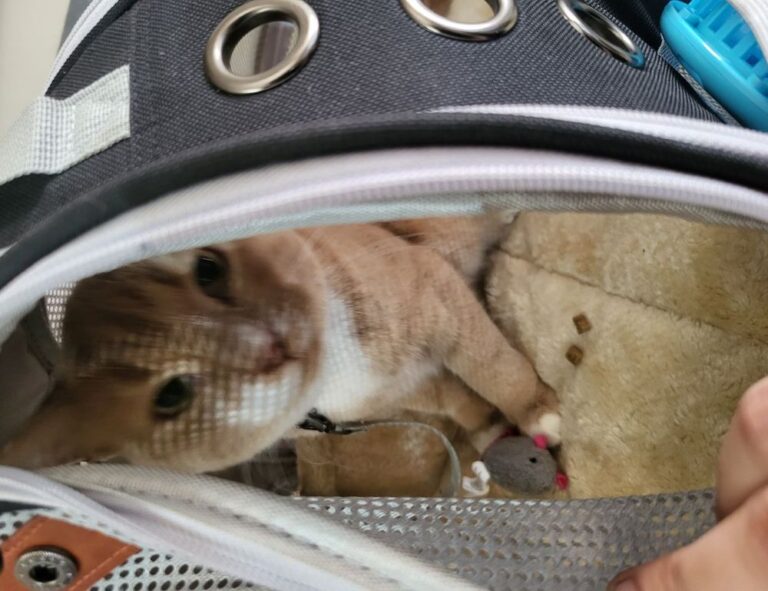 home tips livpristvac