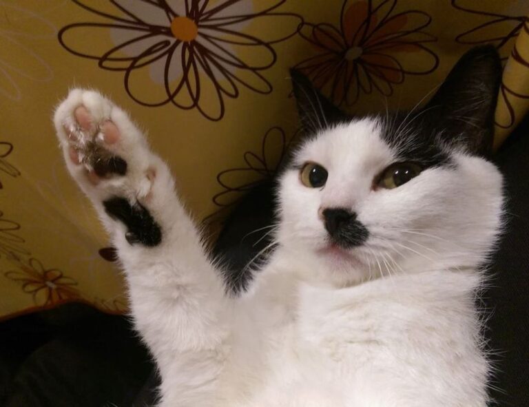 home upgrades mintpalment