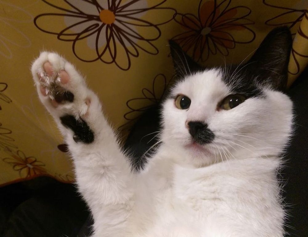 home upgrades mintpalment