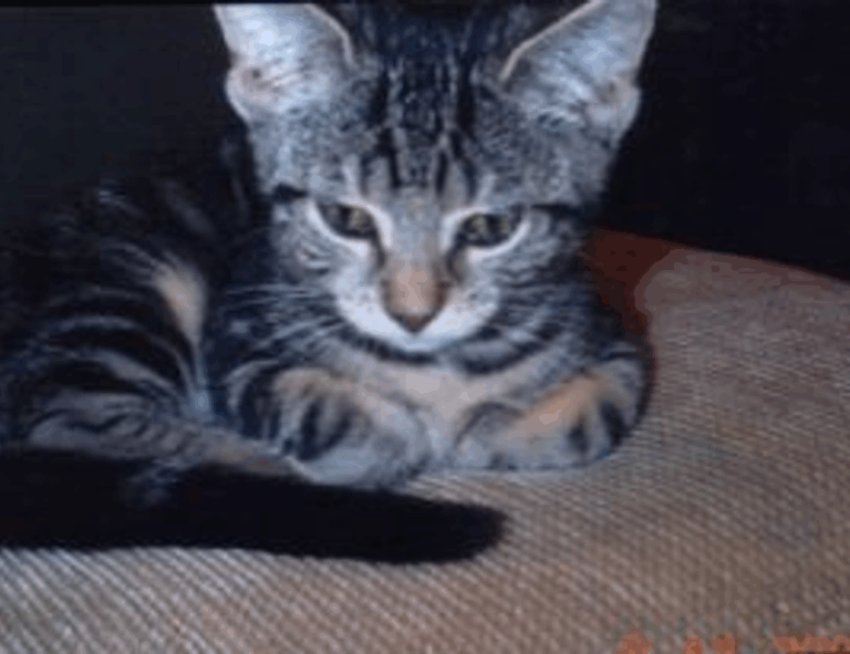 home vacuuming hacks livpristvac