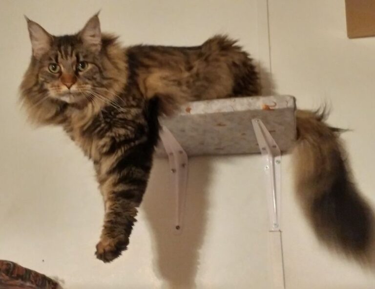 house advice drhandybility