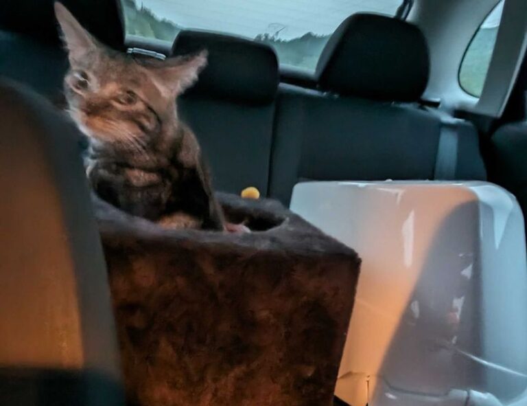 house advice miprenovate