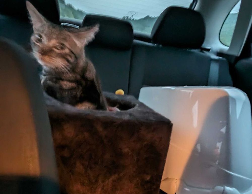 house advice miprenovate