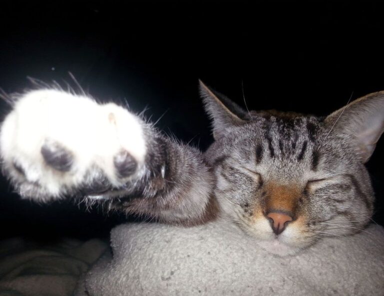 how to be handy around the house drhandybility