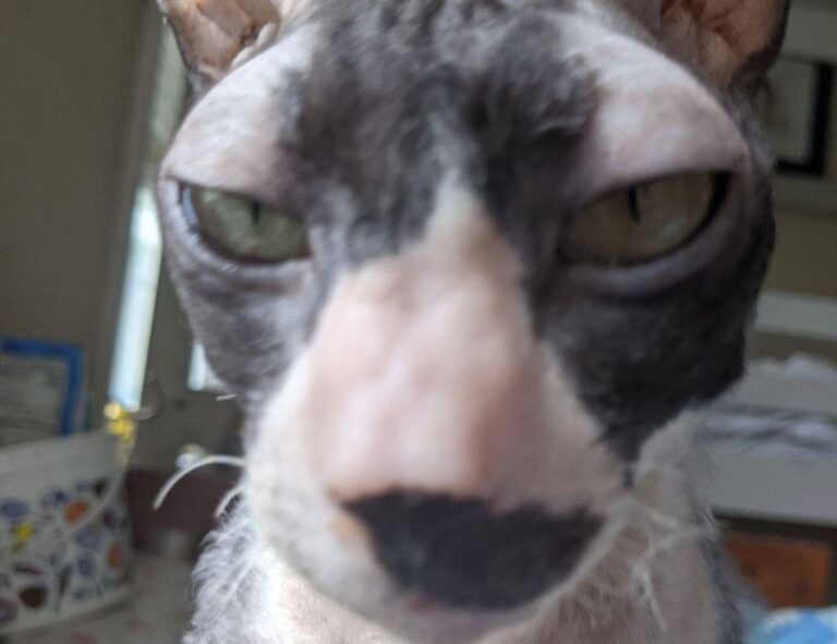 interior design kdadesignology