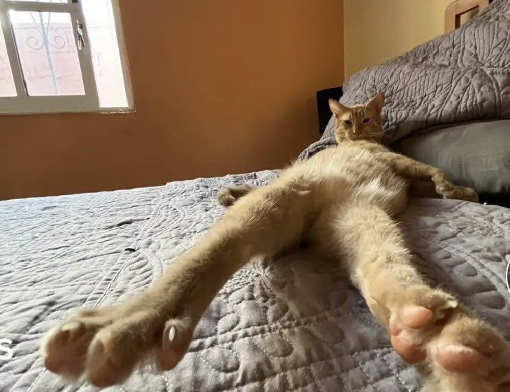 interior design thtintdesign