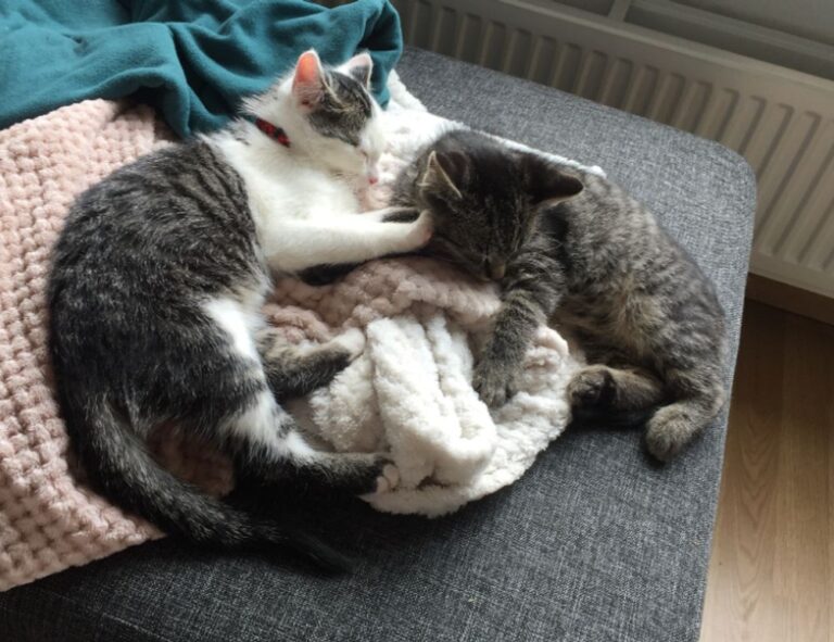 kitchen upgrading tips mintpalment