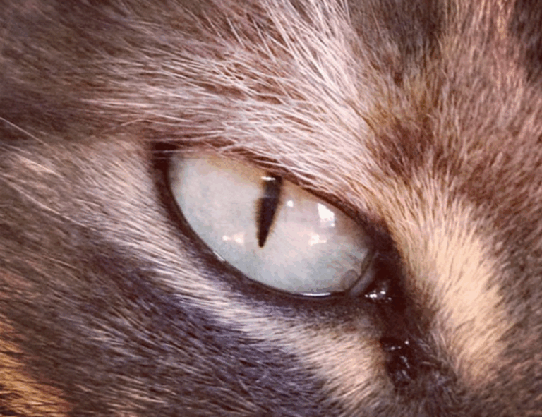 message code dropbox 8737.idj.029.22