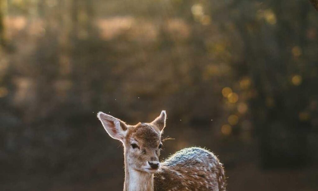 online furniture selection thtintdesign