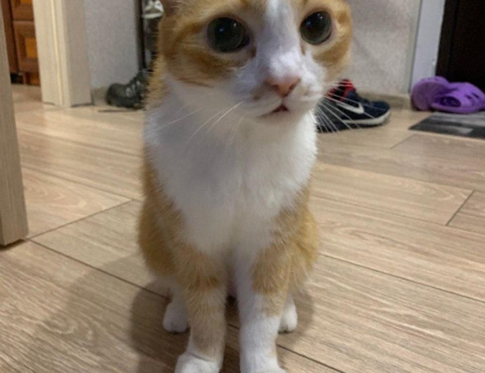 renovation guide heartomenal