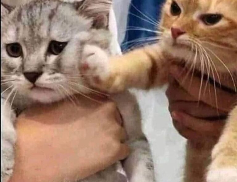 renovation tips miprenovate