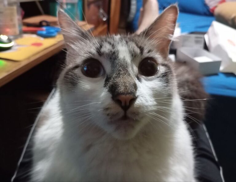 thtintdesign interior design by thehometrotters