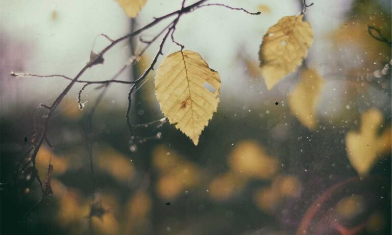 where to buy shark vacuum livpristvac