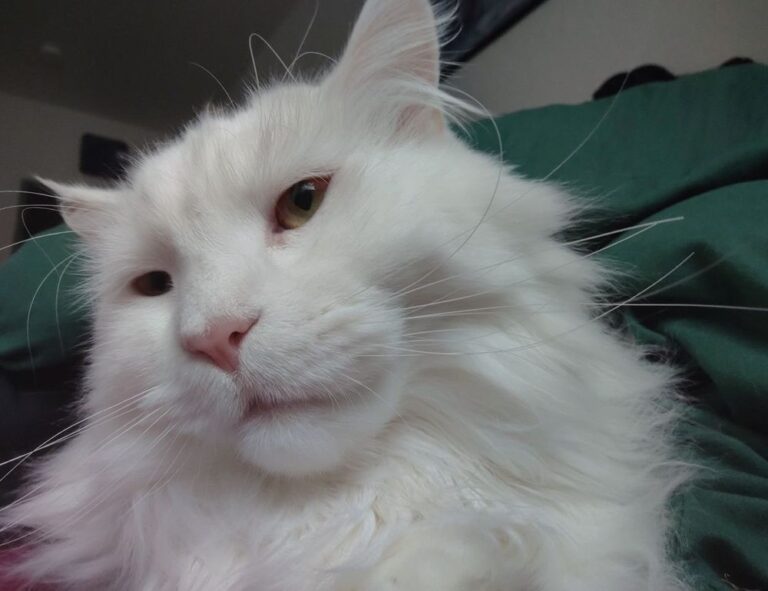 why can't i hear my molldoto2 game on pc