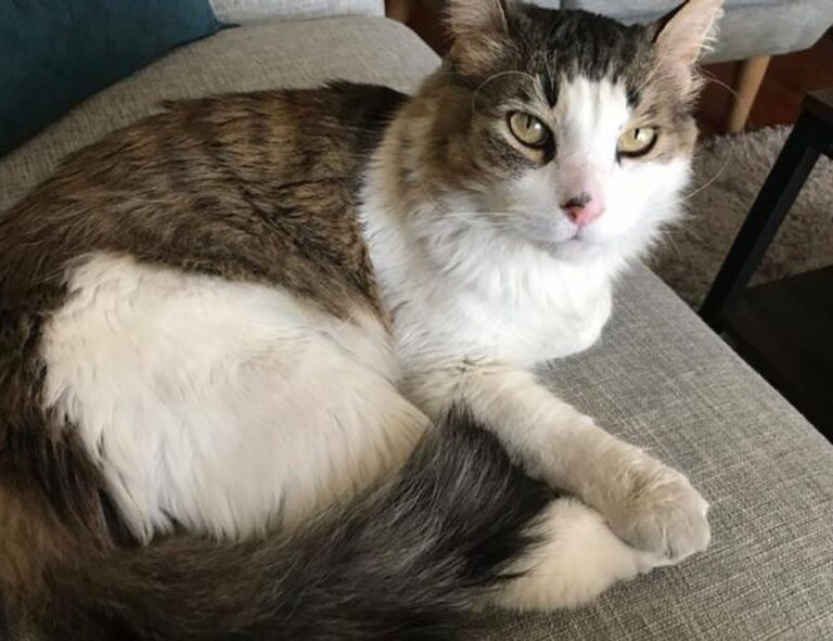 yard decoration kdagardenation