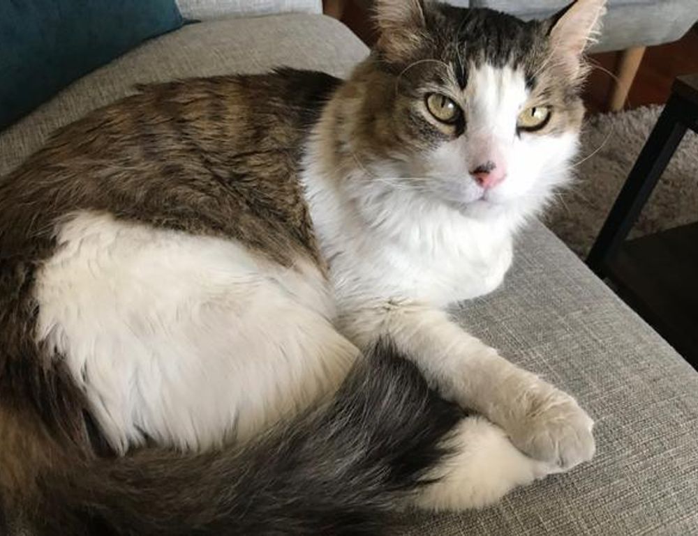 yard decoration kdagardenation