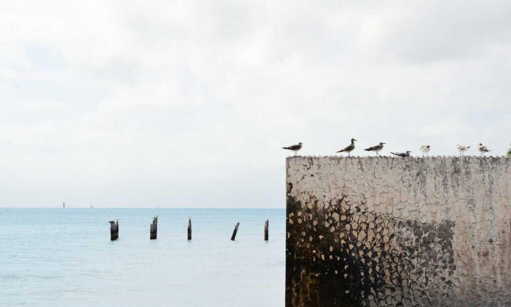 yard designs kdagardenation