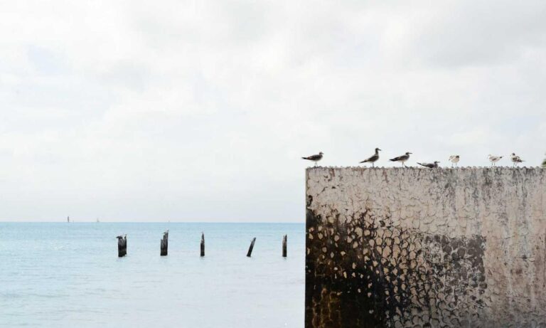 yard designs kdagardenation