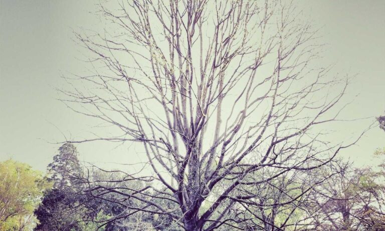 zayepro pharmaceuticals ltd tested