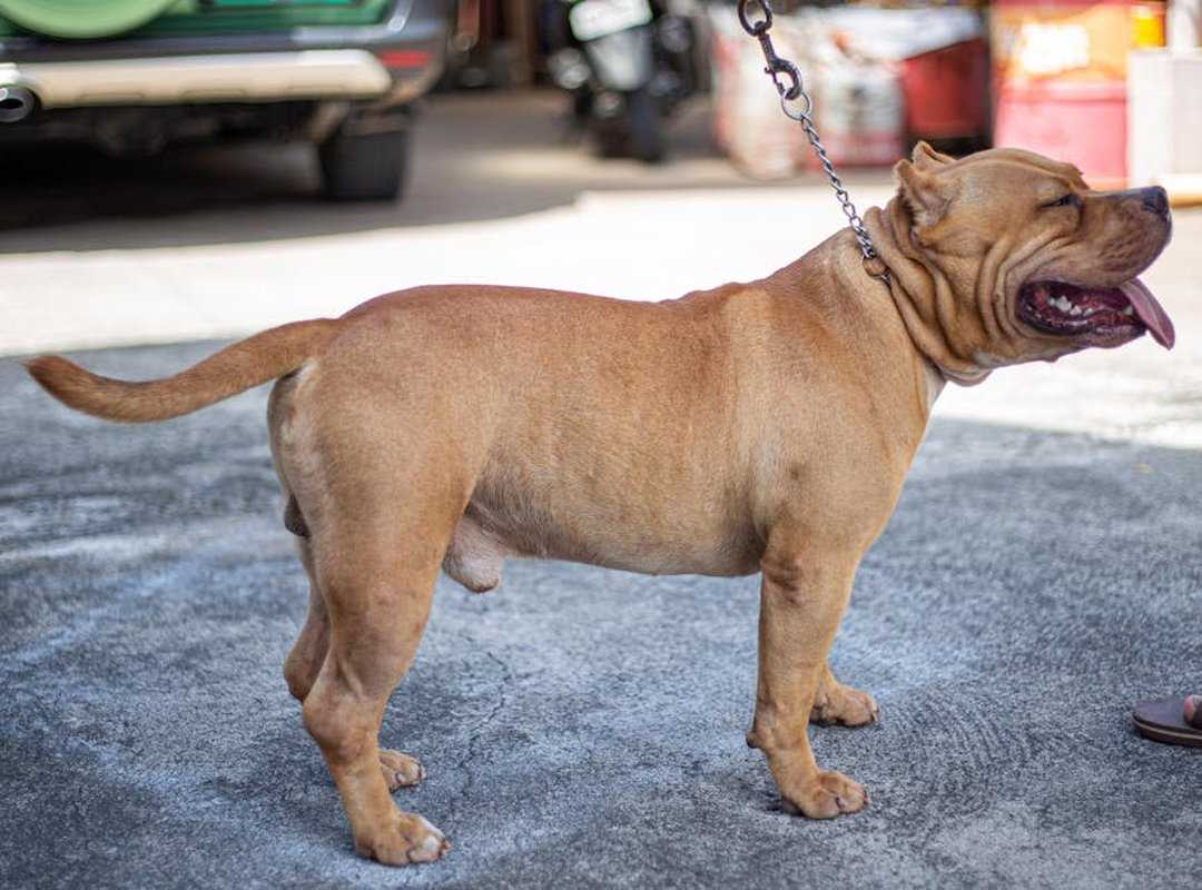 american bully con orejas largas