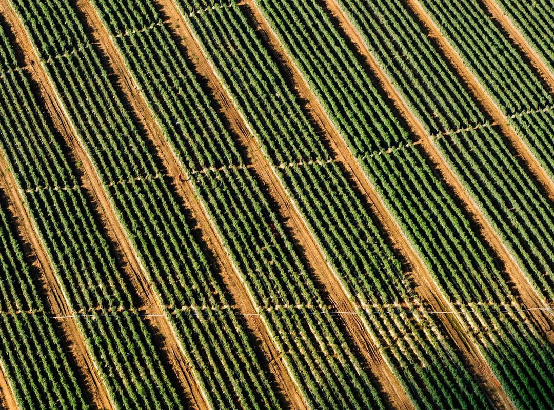 Scent Showdown: A Side-by-Side Note Comparison