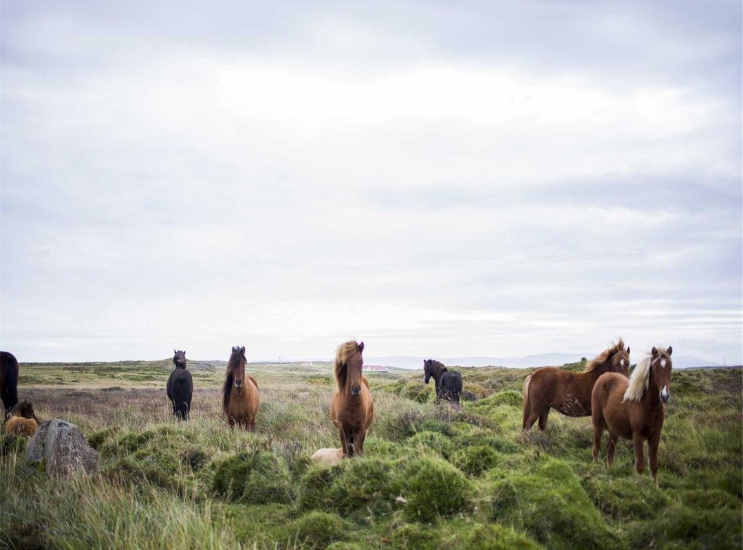 Setting the Scene: The World of Smyrna and Capri