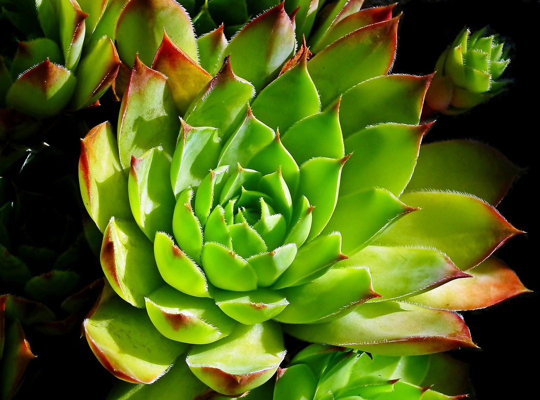 Examples of Zikir for Recitation